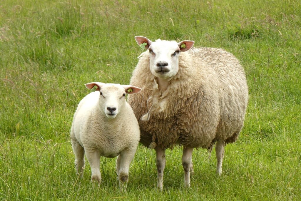 Pourquoi le sacrifice d’un animal est-il central dans la célébration de l’Aïd el-Adha ?